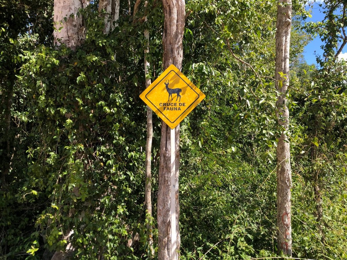 Fauna de la selva de la Riviera Maya